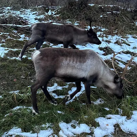 Kaldfjord Aurora Aparments New *