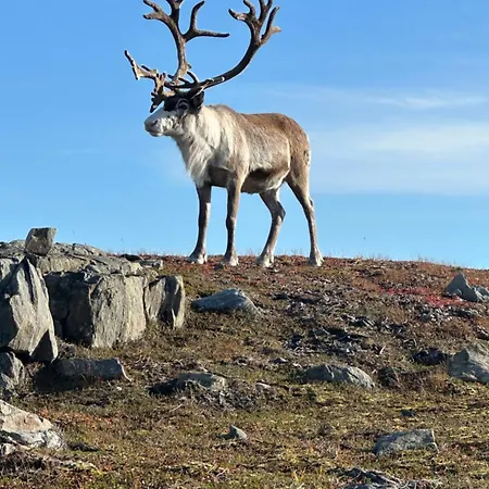 Appartement Kaldfjord Aurora Aparments New *